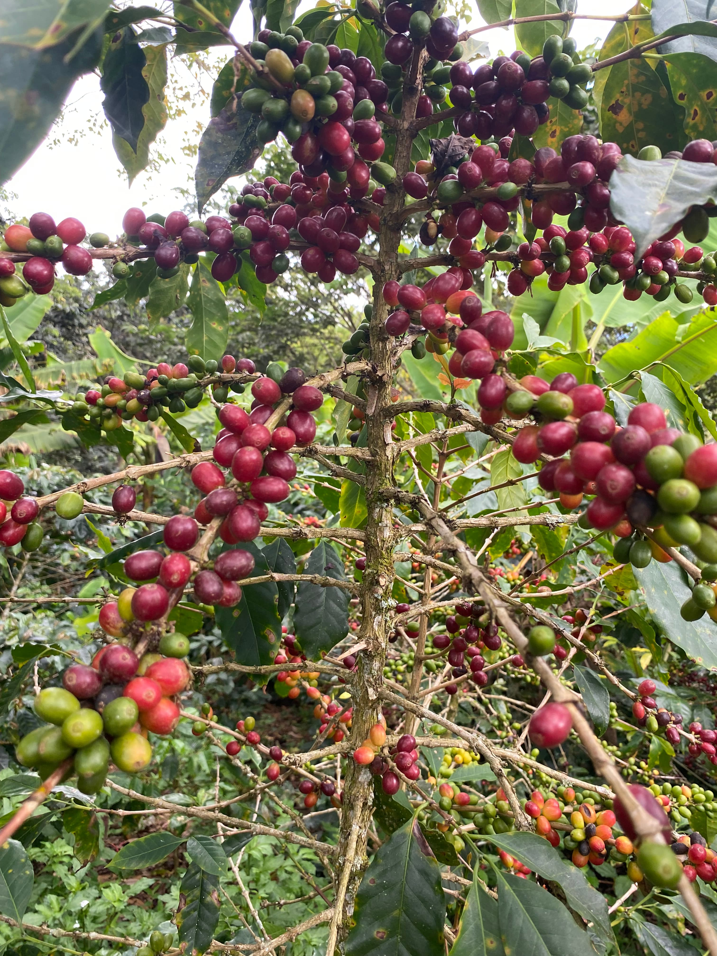 Picture for PeruEsCafe coffee producer.